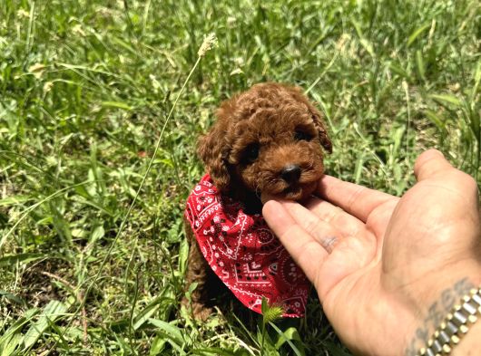 Mi̇nnoş En Sevilen Renkte Toy Poodle