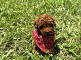 Mi̇nnoş En Sevilen Renkte Toy Poodle
