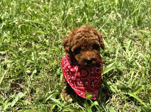 Mi̇nnoş En Sevilen Renkte Toy Poodle görsel