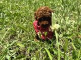 Mi̇nnoş En Sevilen Renkte Toy Poodle
