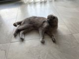 Müjgan Hanım Yeni Ailesini Arıyor