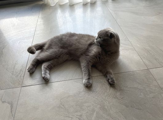 Müjgan Hanım Yeni Ailesini Arıyor görsel