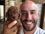 Toy poodle aşırı güzel ve tam irkını yansıtıyor
