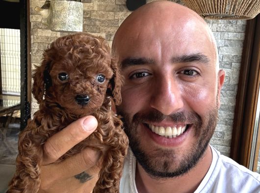 Toy Poodle Aşırı Güzel Ve Tam Irkını Yansıtıyor