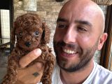 Toy Poodle Aşırı Güzel Ve Tam Irkını Yansıtıyor
