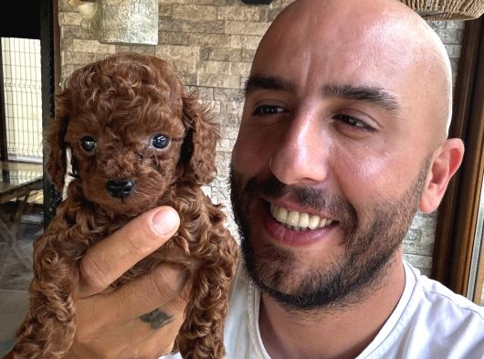 Toy Poodle Aşırı Güzel Ve Tam Irkını Yansıtıyor görsel