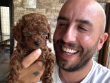 Toy Poodle Aşırı Güzel Ve Tam Irkını Yansıtıyor