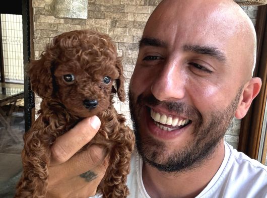 Toy Poodle Aşırı Güzel Ve Tam Irkını Yansıtıyor görsel