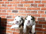 A kalite  ingiliz buldog