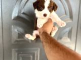 Bordercollie Kızıl Bebekşer