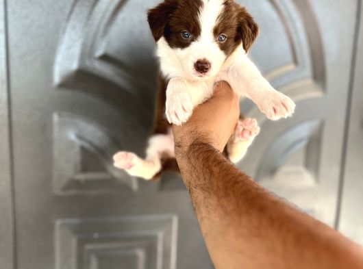 Bordercollie Kızıl Bebekşer görsel