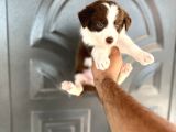 Bordercollie Kızıl Bebekşer