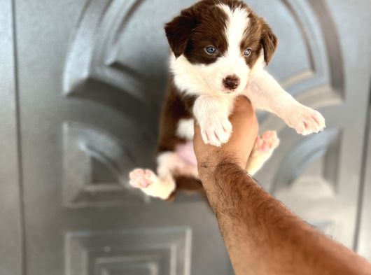 Bordercollie Kızıl Bebekşer görsel
