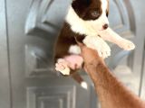 Bordercollie Kızıl Bebekşer