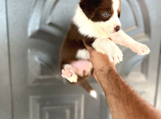 Bordercollie Kızıl Bebekşer görsel