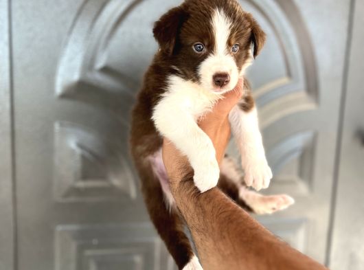 Bordercollie Kızıl Bebekşer görsel