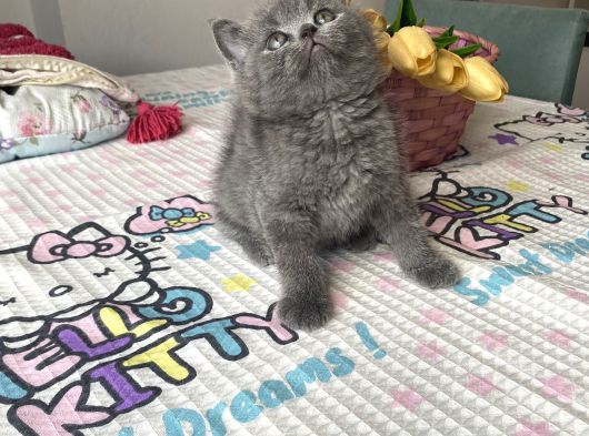 Sağlıklı Safkan Ev Ortamından görsel