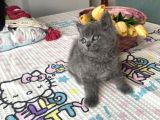 Sağlıklı Safkan Ev Ortamından