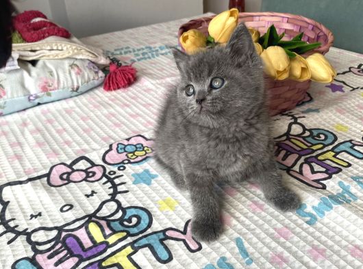 Sağlıklı Safkan Ev Ortamından görsel