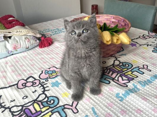 Sağlıklı Safkan Ev Ortamından görsel