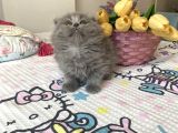 Sağlıklı Safkan Cins Yavrularım