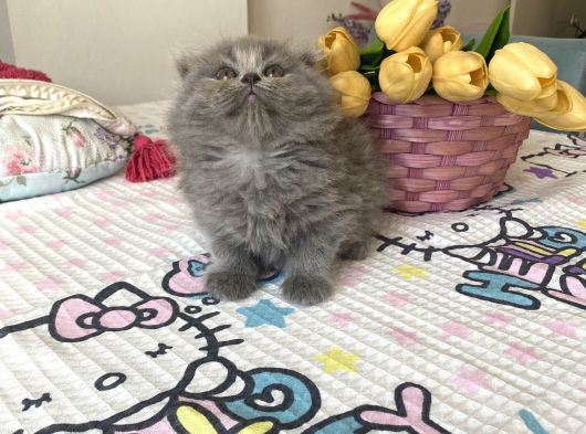 Sağlıklı Safkan Cins Yavrularım görsel