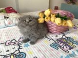 Sağlıklı Safkan Cins Yavrularım