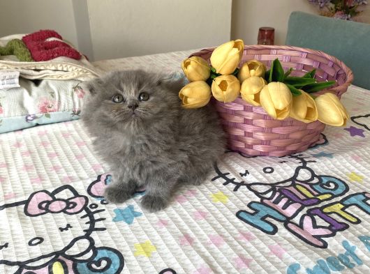 Sağlıklı Safkan Cins Yavrularım görsel