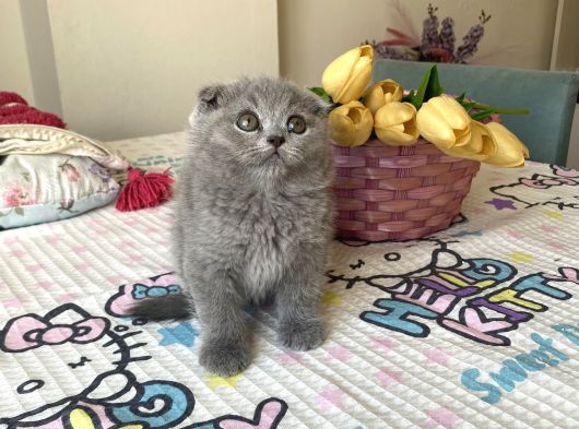 Sağlıklı Safkan Cins Yavrularım