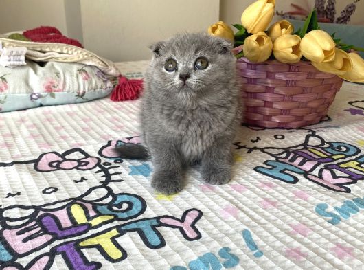 Sağlıklı Safkan Cins Yavrularım görsel