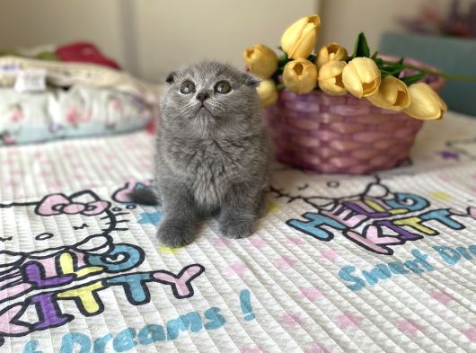 Sağlıklı Safkan Cins Yavrularım görsel