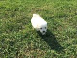 Ev Doğumlu Sıfır Numara Maltes Terrier Yavruları
