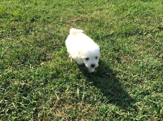 Ev Doğumlu Sıfır Numara Maltes Terrier Yavruları görsel