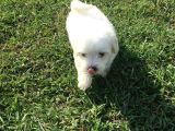 Ev Doğumlu Sıfır Numara Maltes Terrier Yavruları