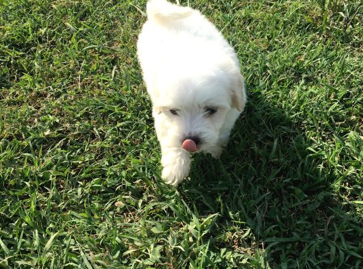 Ev Doğumlu Sıfır Numara Maltes Terrier Yavruları görsel
