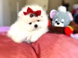 TEACUP BARBY KISA BURUN