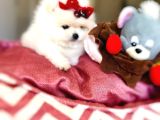 Teacup Barby Kisa Burun