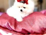 Teacup Barby Kisa Burun