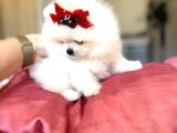 Teacup Barby Kisa Burun