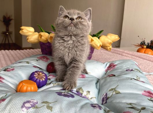 Sağlıklı Safkan Ev Ortamından