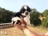 Shih Tzu Dişi Ve Erkek Yavru Teacup Cüce Sağlıklı Shihtzu