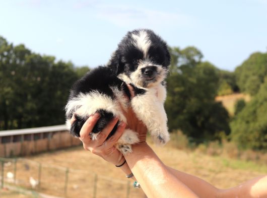 Shih Tzu Dişi Ve Erkek Yavru Teacup Cüce Sağlıklı Shihtzu görsel