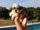Shih Tzu Dişi ve Erkek Yavru Teacup cüce Sağlıklı Shihtzu