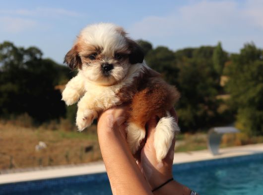 Shih Tzu Dişi Ve Erkek Yavru Teacup Cüce Sağlıklı Shihtzu