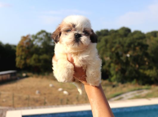 Shih Tzu Dişi Ve Erkek Yavru Teacup Cüce Sağlıklı Shihtzu görsel