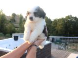 Shih Tzu Dişi Ve Erkek Yavru Teacup Cüce Sağlıklı Shihtzu