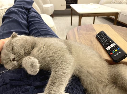 Müjgan Hanım Yeni Ailesini Arıyor görsel