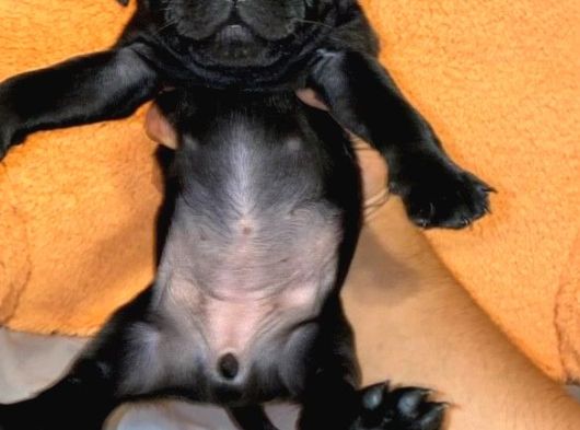 Karafirtirtina Pug Bebekler görsel