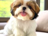 Shih Tzu Yavru Teacup Minik Dişi ve Erkek Yavru Shihtzu