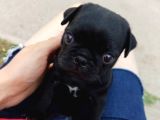 Karafirtirtina Pug Bebekler